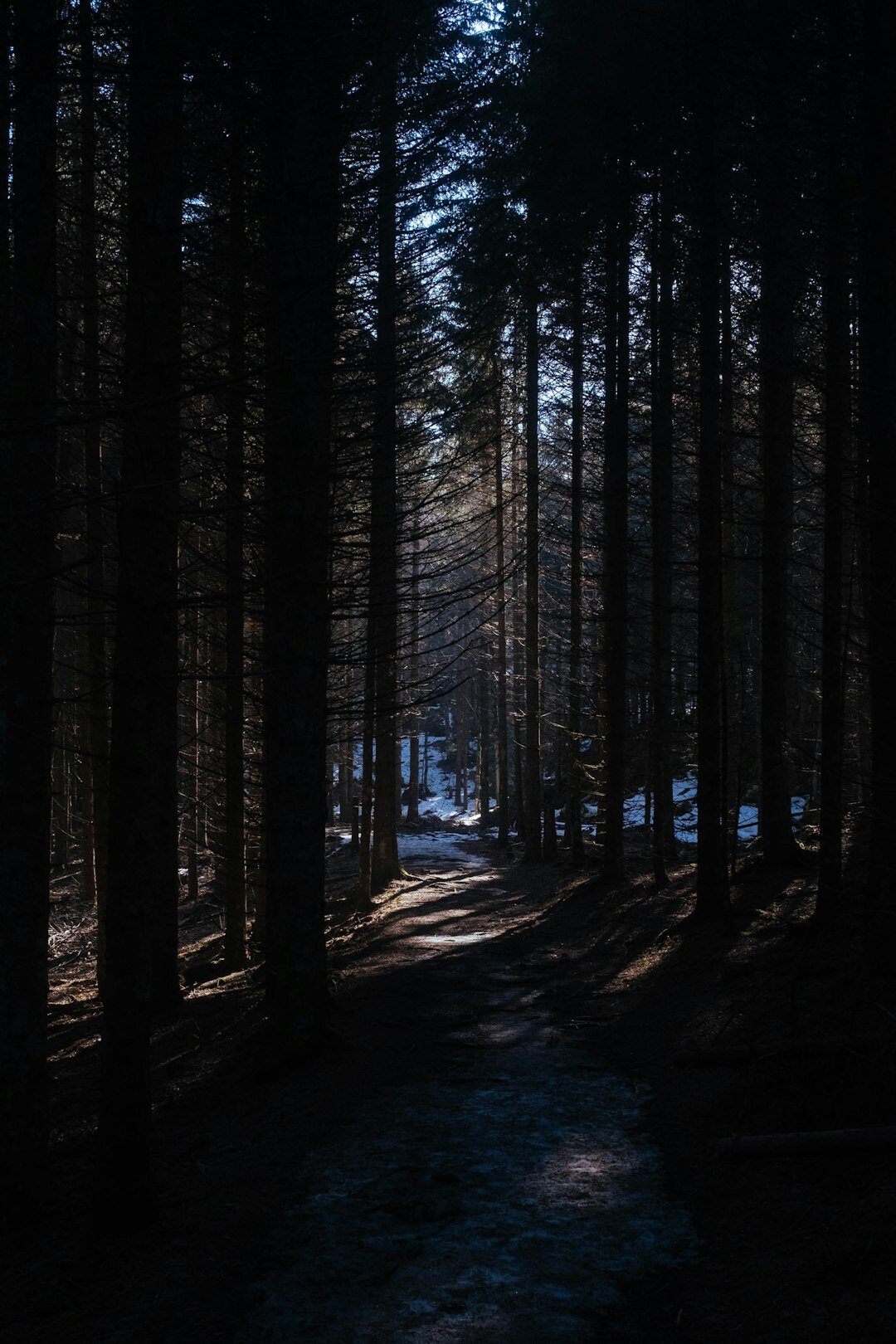 dark forest path